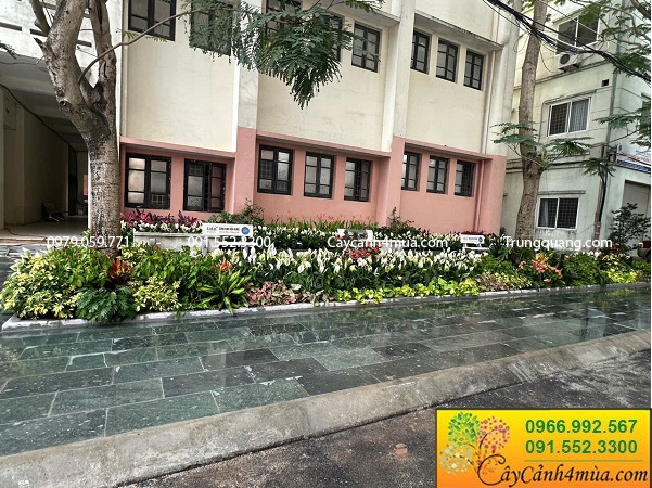 Cây hoa trồng bồn trồng thảm cơ quan