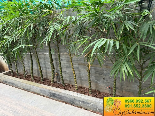 Cây trúc phật bà
