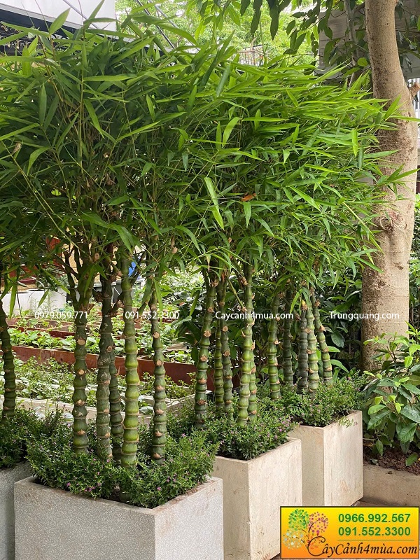Cây trúc phật bà