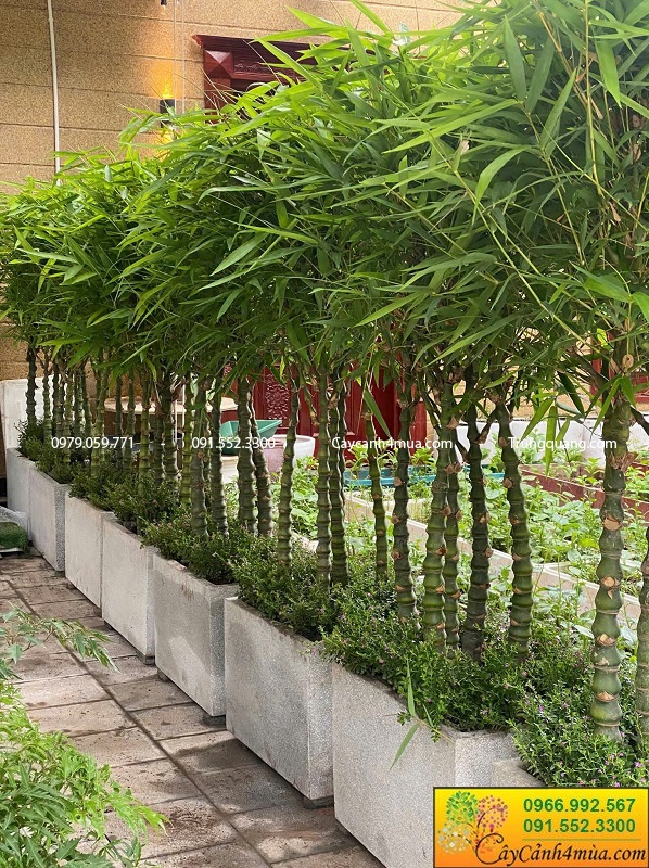 Cây trúc phật bà