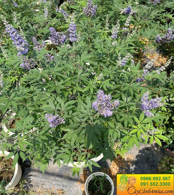 cay-hoa-lavender-dang-hoa
