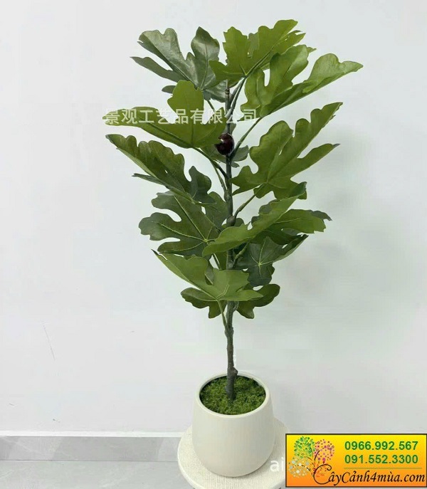 Cây sung mỹ giả