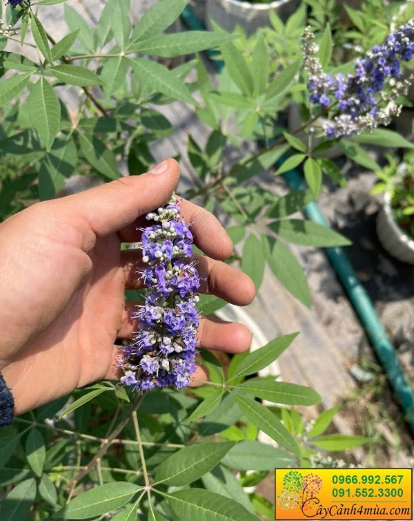 hoa-lavender