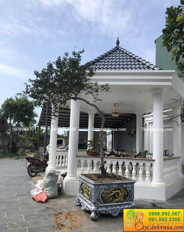 nguyet-que-thoat-than-trong-chau-xi-mang