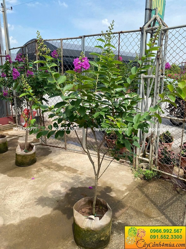 Cây bằng lăng thái