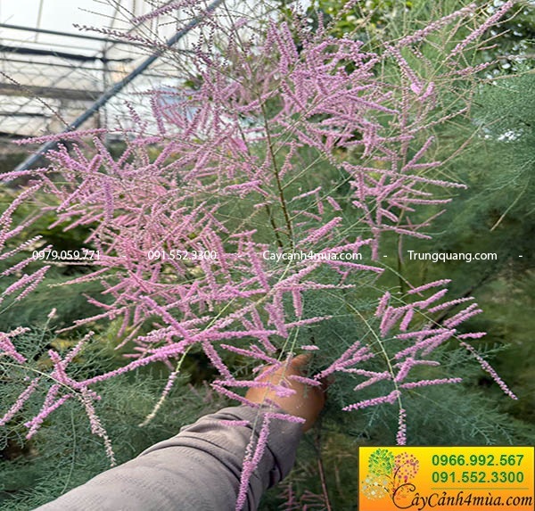 Cây tùng hồng