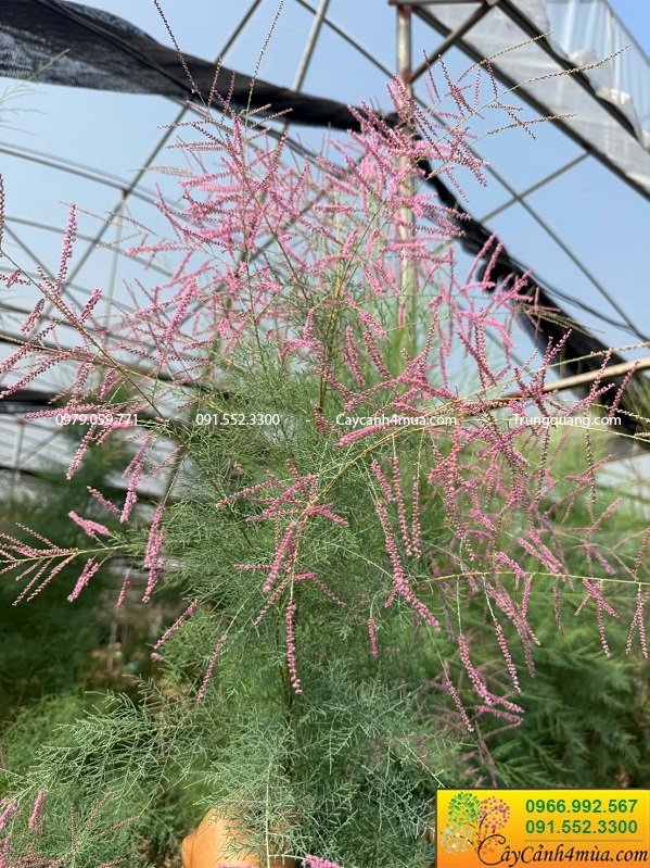 Cây tùng hồng