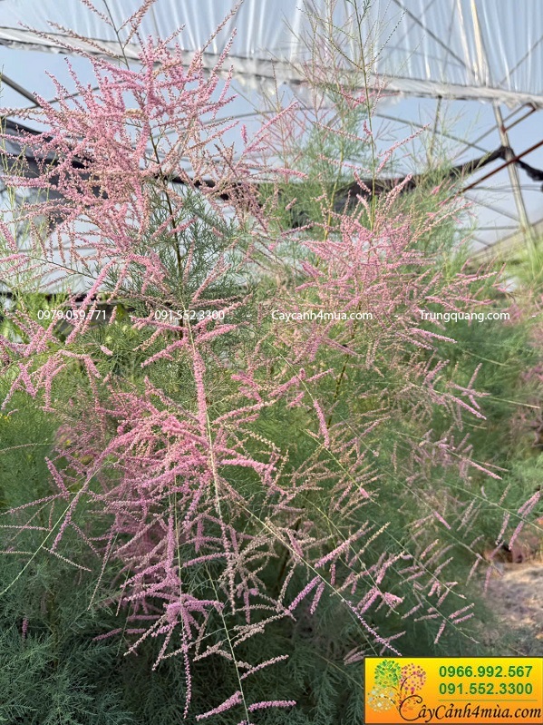 Cây tùng hồng