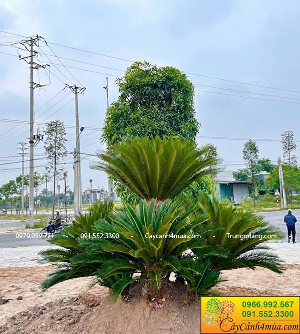 Cây vạn tuế trồng 5 thân và 9 thân