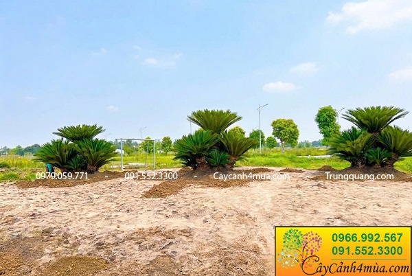 Cây vạn tuế trồng 5 thân và 9 thân