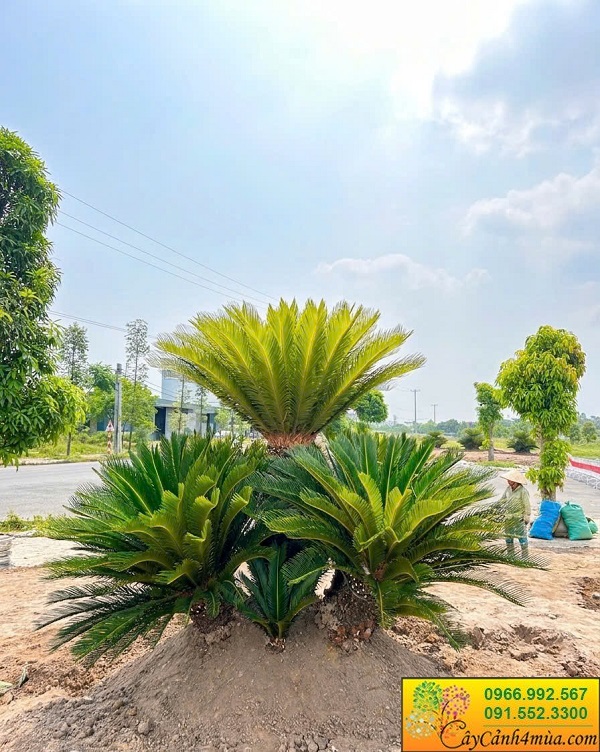 Cây vạn tuế trồng 5 thân và 9 thân