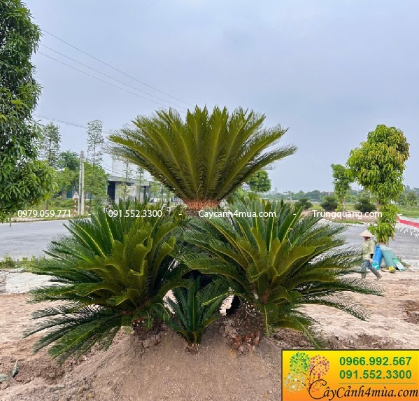 Cây vạn tuế trồng 5 thân và 9 thân