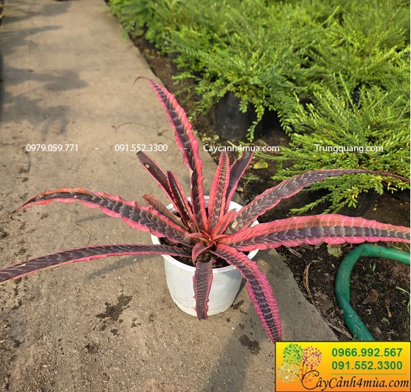 Cây dứa hồng phụng