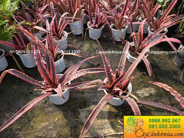 Cây dứa hồng phụng