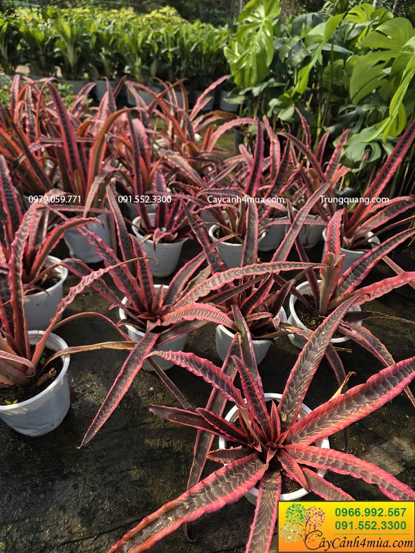 Cây dứa hồng phụng