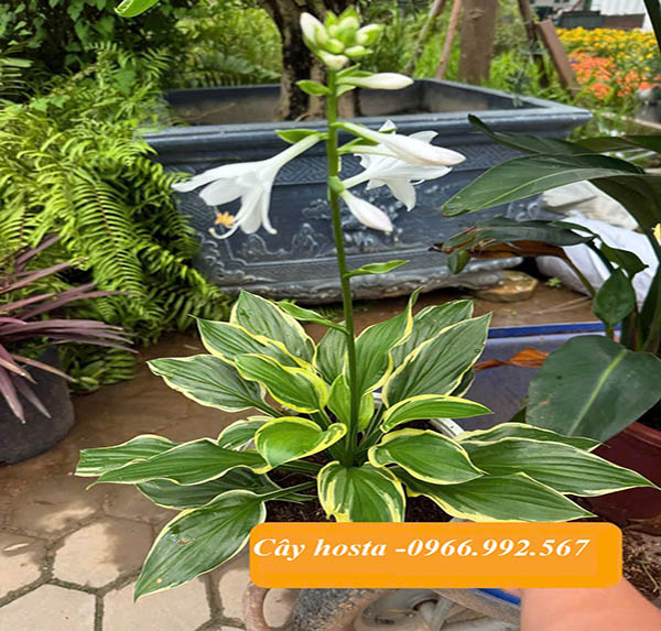 Cây hosta