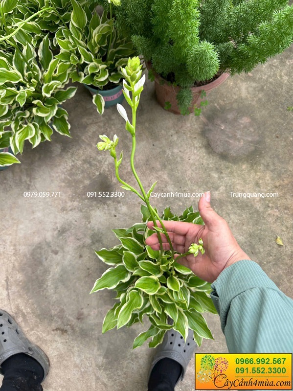 Cây hosta