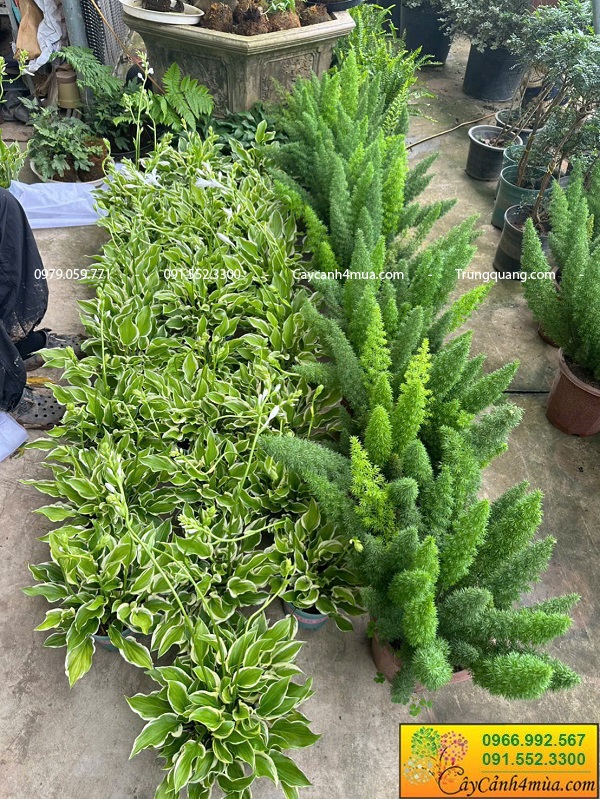 Cây hosta