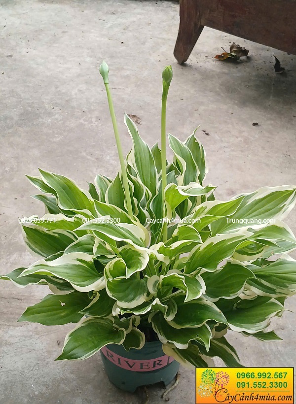 Cây hosta