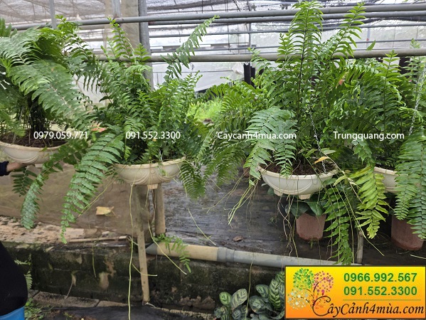 Cây dương xỉ thòng thái