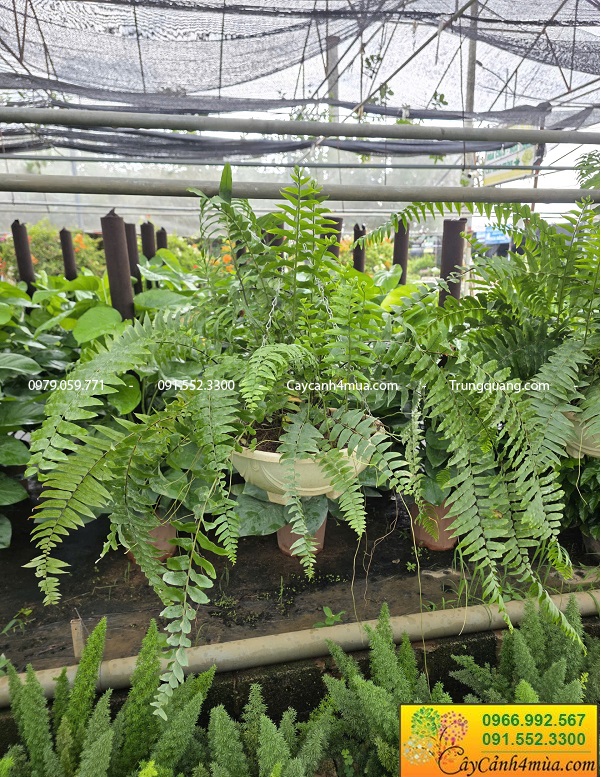 Cây dương xỉ thòng thái