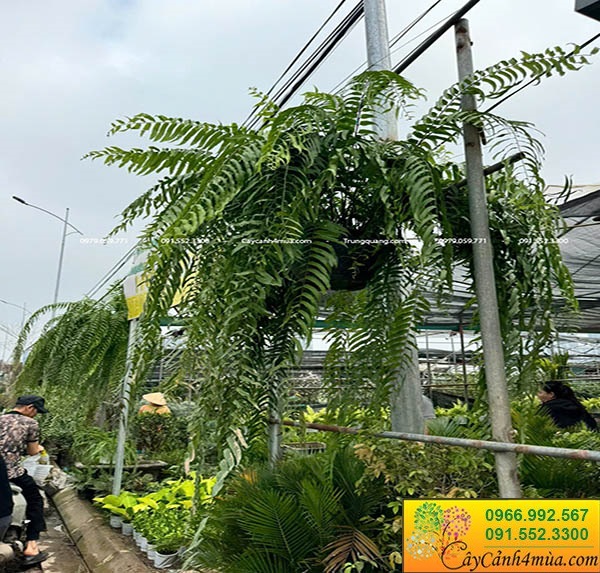 Cây dương xỉ thòng thái