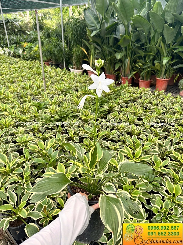 Cây hosta