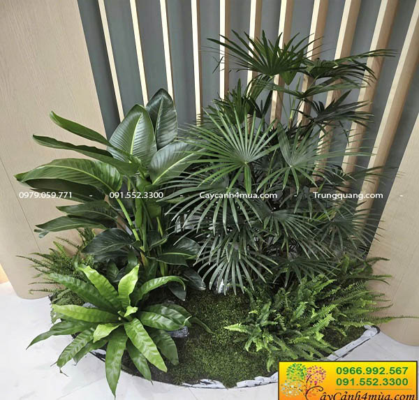 Cây xanh bền khoẻ cho văn phòng hiện đại