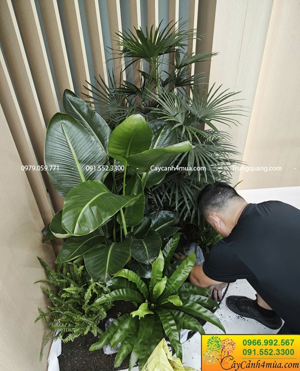 Cây xanh bền khoẻ cho văn phòng hiện đại