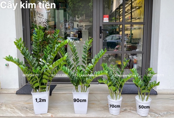 Cây kim tiền giả nhiều kích thước