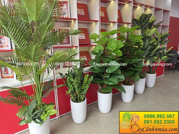 Cây kim tiền giả nhiều kích thước