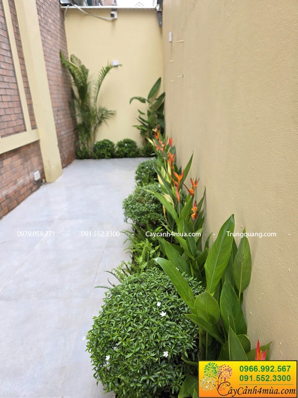 Trồng cây xanh trang trí quán cà phê