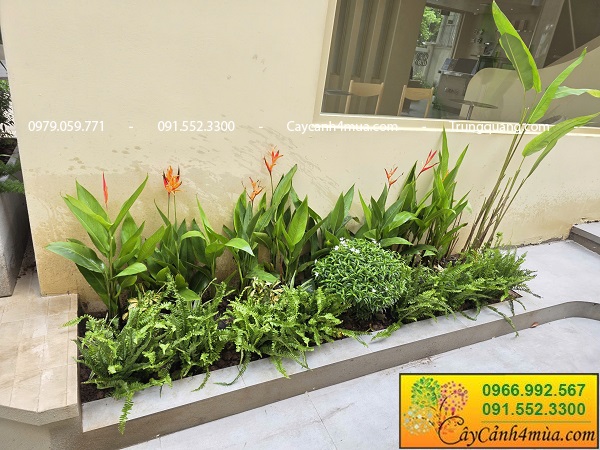 Trồng cây xanh trang trí quán cà phê