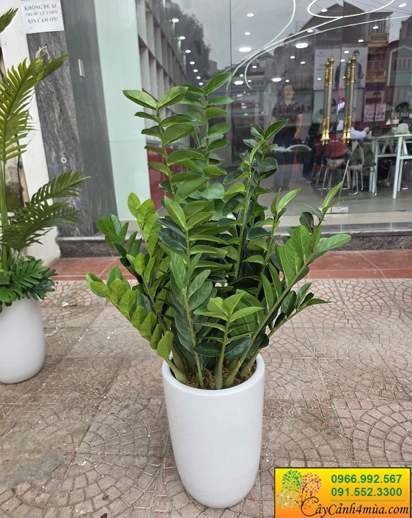 Cây kim tiền giả nhiều kích thước