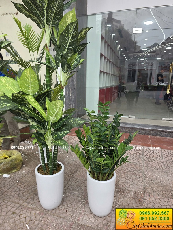 Cây kim tiền giả nhiều kích thước