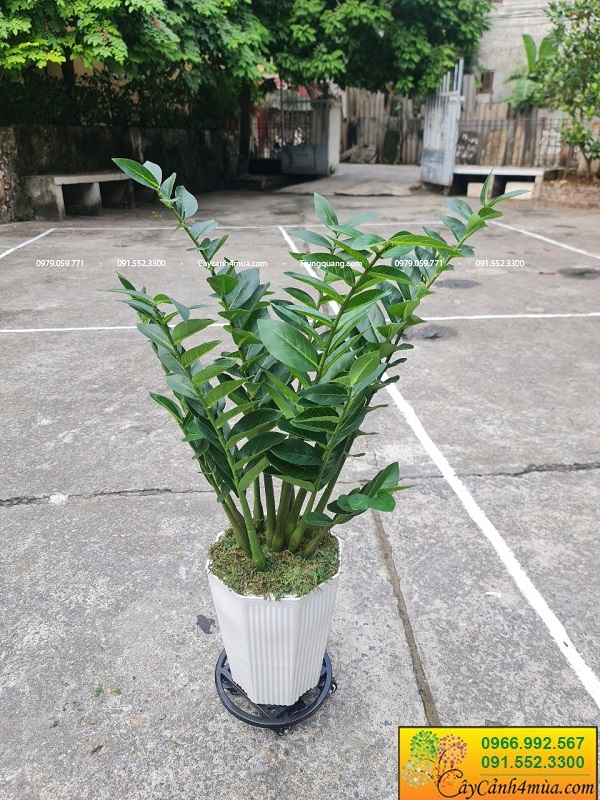 Cây kim tiền giả nhiều kích thước