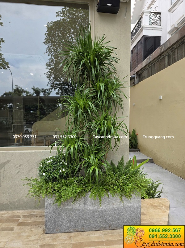 Trồng cây xanh trang trí quán cà phê