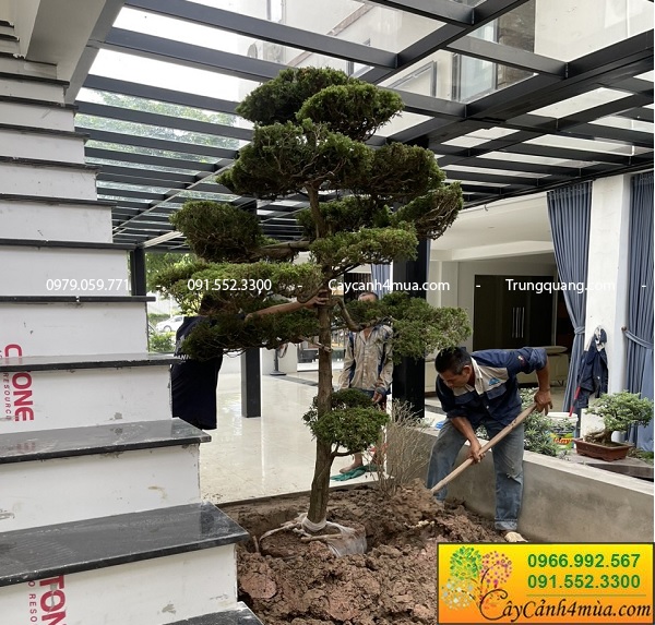 Cây tùng cối