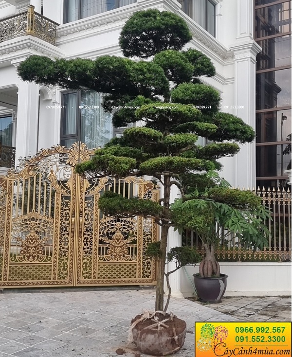 Cây tùng cối