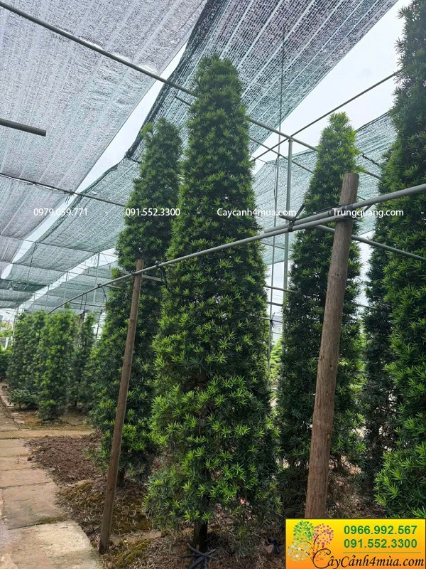 Cây tùng kim cương