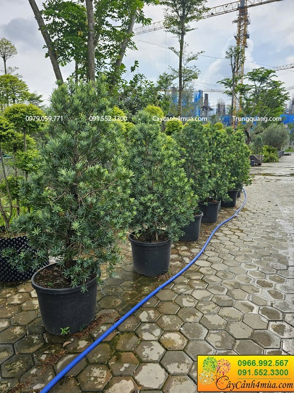 Cây tùng kim cương