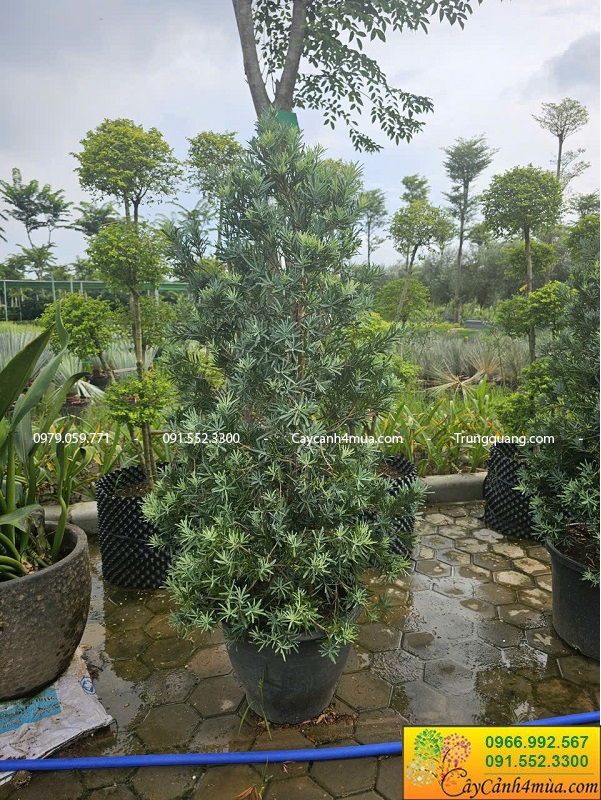 Cây tùng kim cương