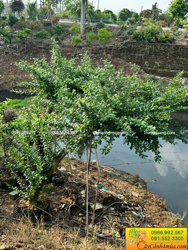Cây ăn quả dáng bàn trà