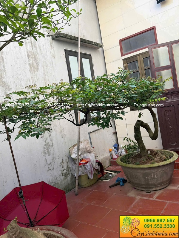 Cây ăn quả dáng bàn trà