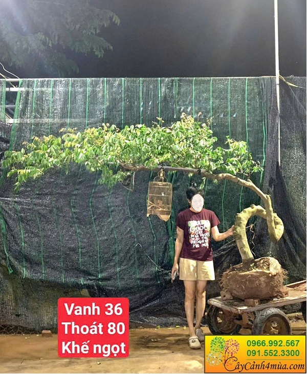 Cây ăn quả dáng bàn trà