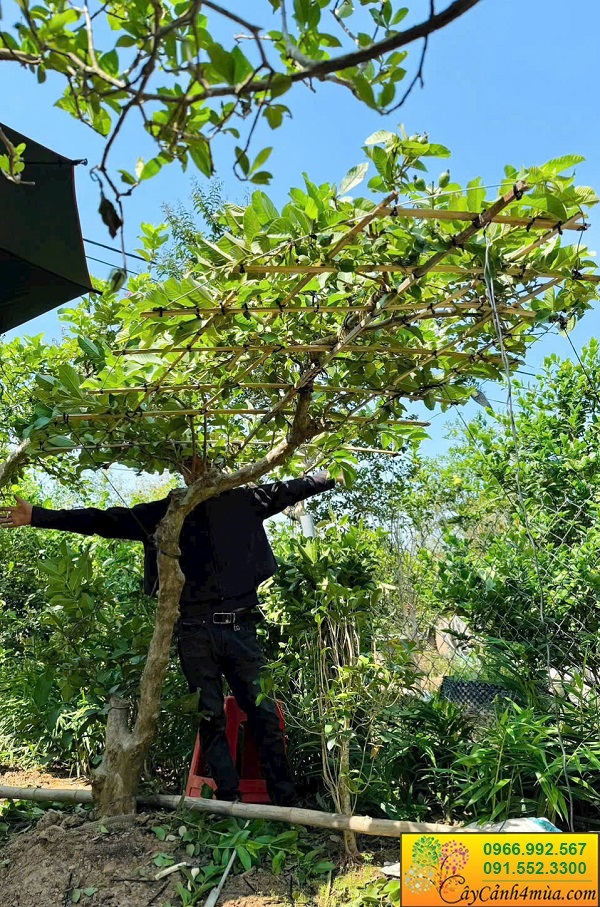 Cây ăn quả dáng bàn trà