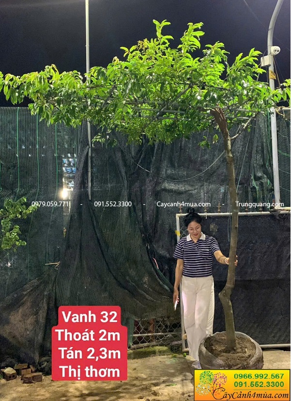 Cây ăn quả dáng bàn trà