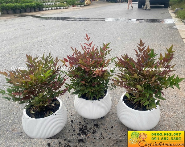 Cây nam thiên trúc để bàn
