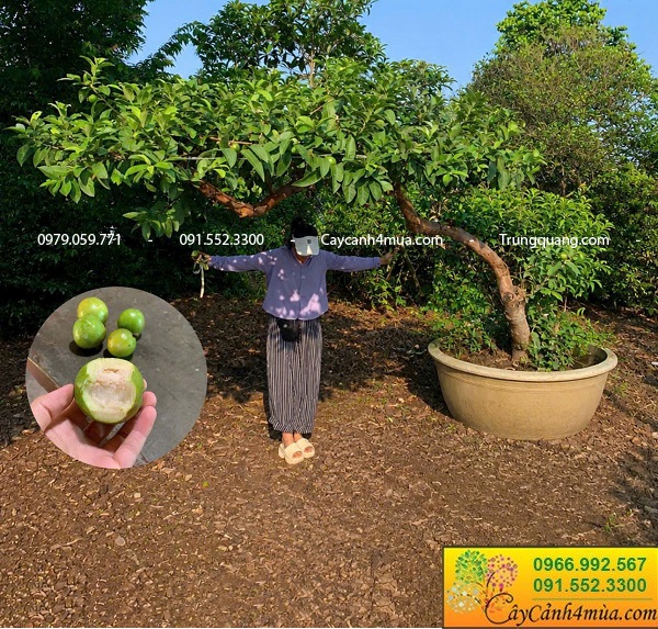 Cây ăn quả dáng bàn trà