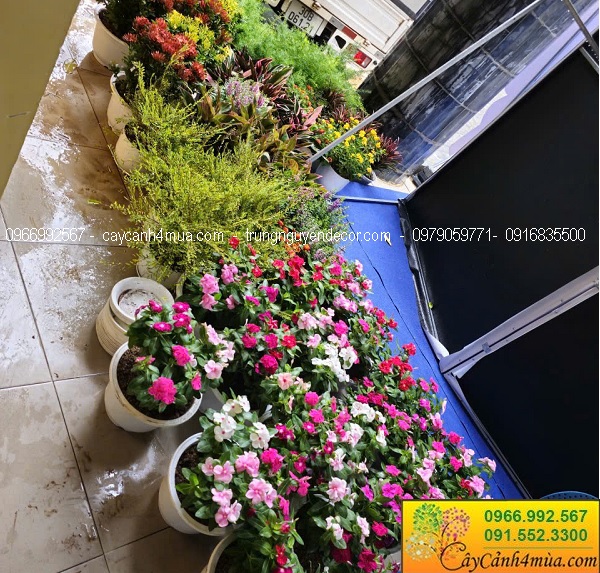 Cây hoa cảnh trang trí khai giảng cho trường học